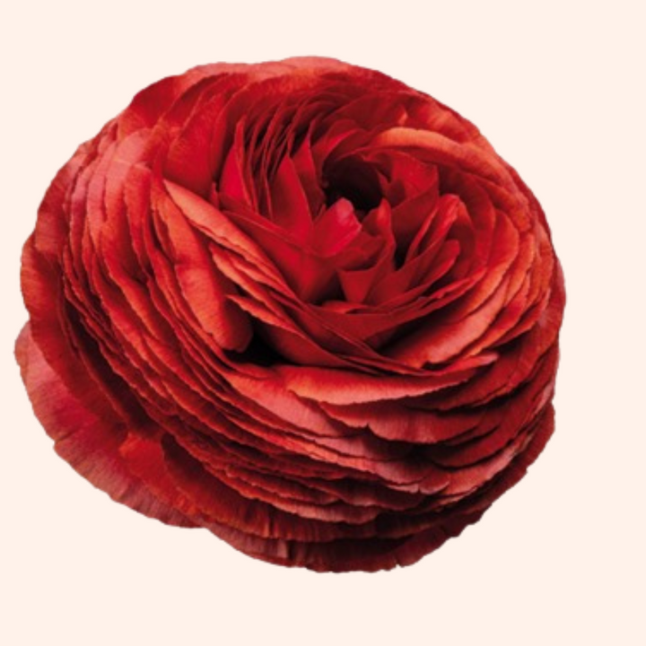 a close up of a red flower on a white background