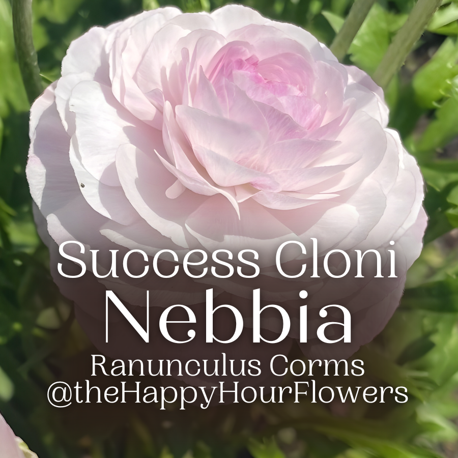 Success Cloni Ranunculus Corms; Nebbia- Pack of 5