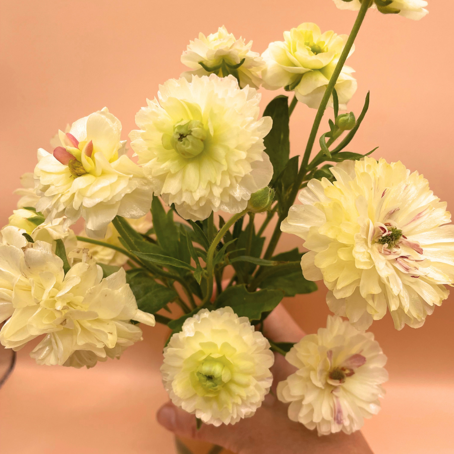 A vibrant bouquet featuring multiple Butterfly Ranunculus flowers in soft shades, perfect for adding texture and romance to any floral display. Shop Ninos at The Happy Hour Flowers. Ninos butterfly ranunculus corms.