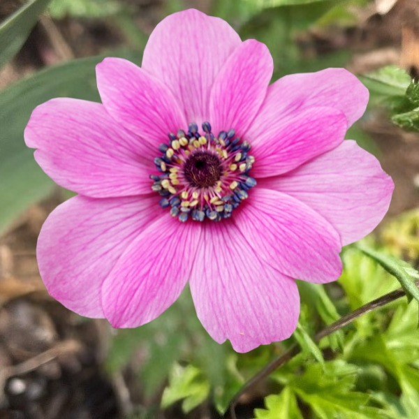 Rainbow Anemone Corms; Barbie- Pack of 10