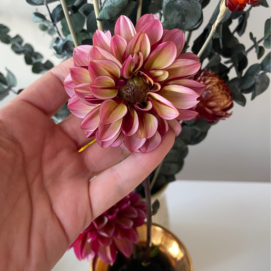 A hand gently holding a blooming Senior's Hope Dahlia in a floral arrangement, exhibiting beautiful pink and yellow petals, provided by The Happy Hour Flowers. Ideal for adding elegance to any setting.