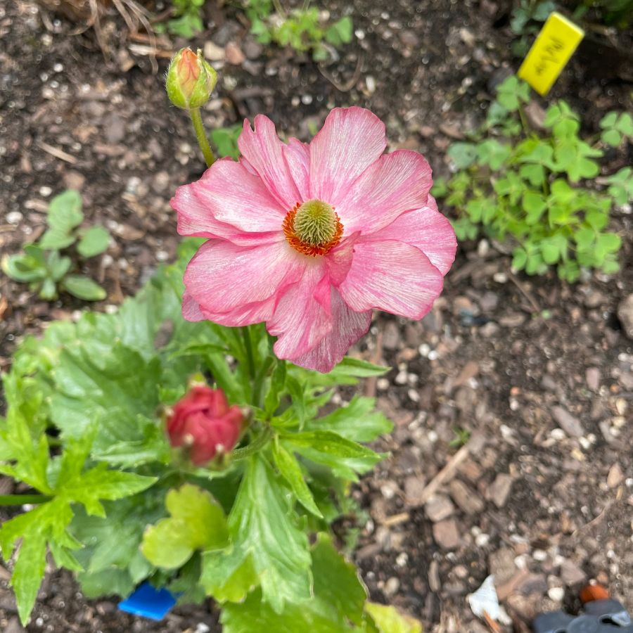Stunning pink Lycia Butterfly Ranunculus bloom with multiple petals, capturing the essence of beauty for floral designs, from The Happy Hour Flowers.