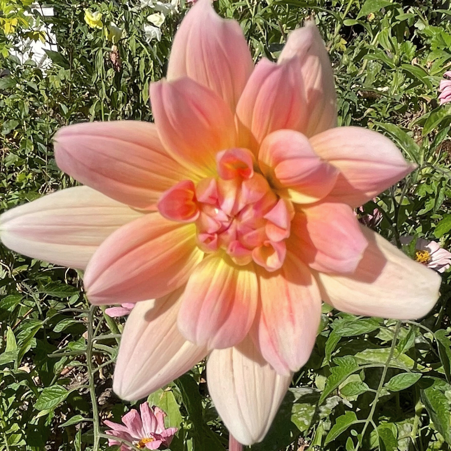 A Yelno Harmony Dahlia in full bloom with a stunning peach and pink color palette surrounded by green foliage, available from The Happy Hour Flowers.