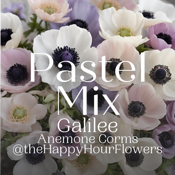 Galilee Pastel Anemone Mix; Pack of 10