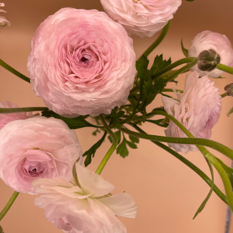 Amandine Ranunculus Corms; Chamallow - Pack of 10