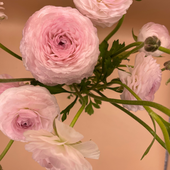 Amandine Ranunculus Corms; Chamallow - Pack of 10