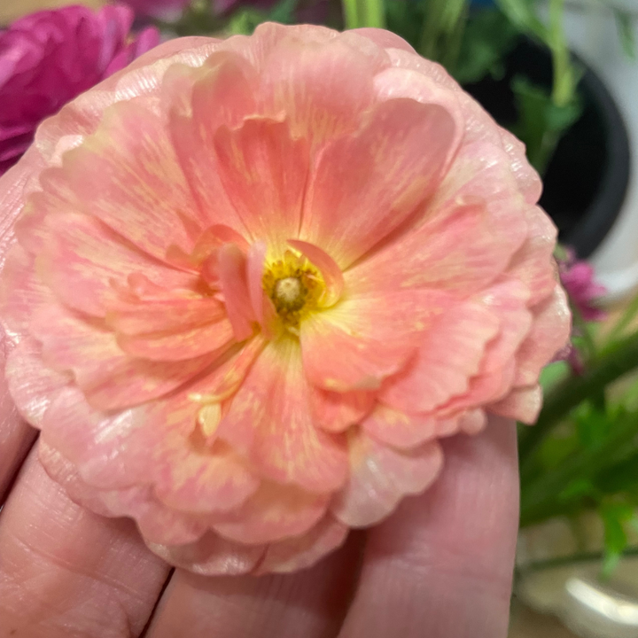 Butterfly Ranunculus Corms; Eris-Pack of 5