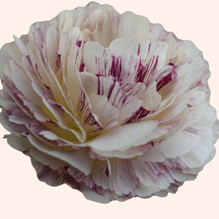 a close up of a flower with a white background Brushmark Galthie