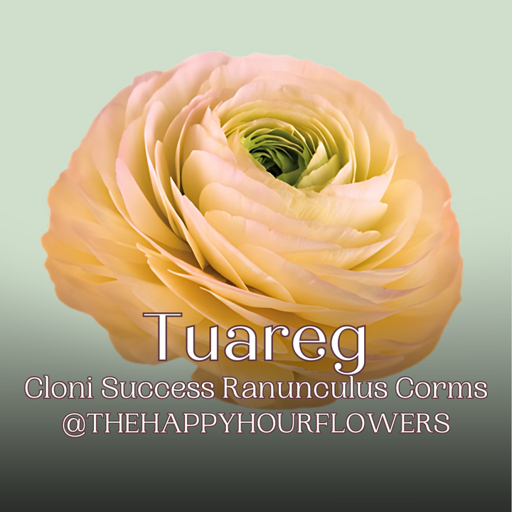 Success Cloni Ranunculus Corms; Tuareg- Pack of 5