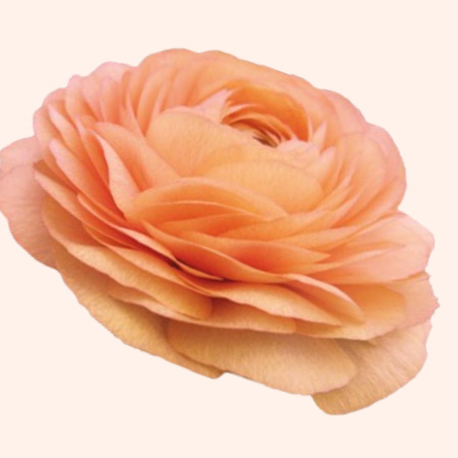 a large peach colored flower on a white background