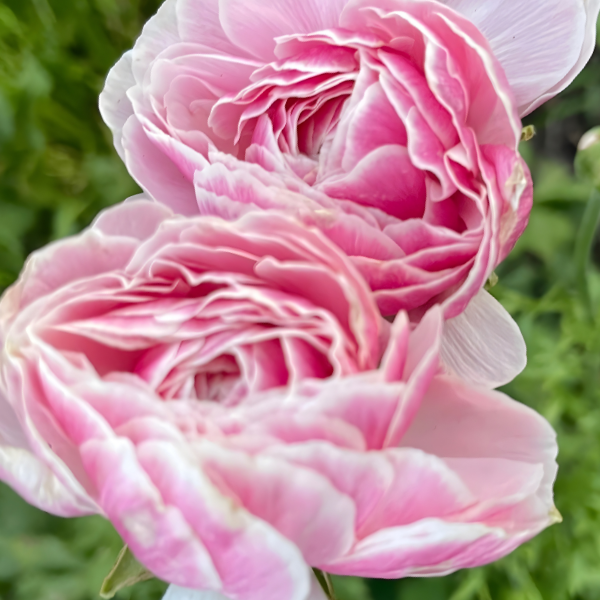 Amandine Ranunculus Corms; Porcelaine- Pack of 10