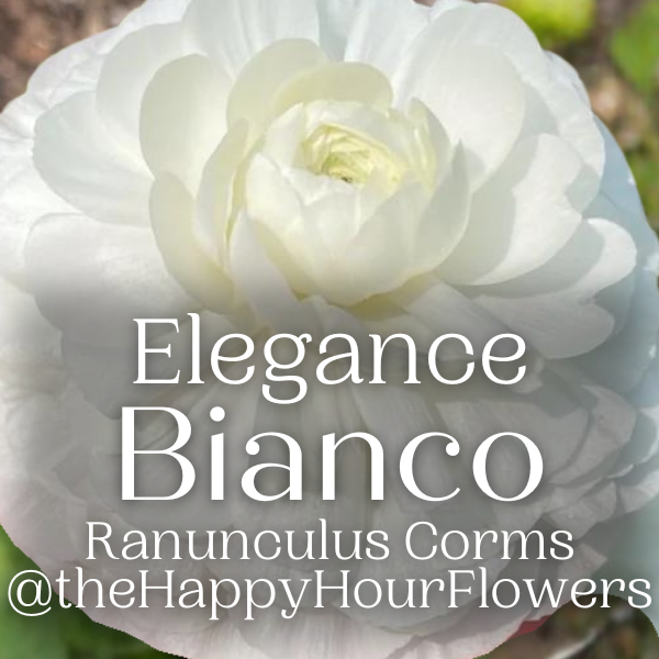 Elegance Ranunculus Corms; Bianco- Pack of 10