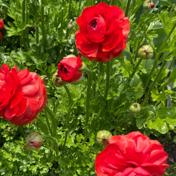 A vibrant red Amandine ranunculus in a lush garden, brought to you by The Happy Hour Flowers. This stunning bloom is part of the ranunculus corm family, perfect for specialty cut flowers, and adds a beautiful touch to Arlington cutting gardens and wedding floral arrangements.