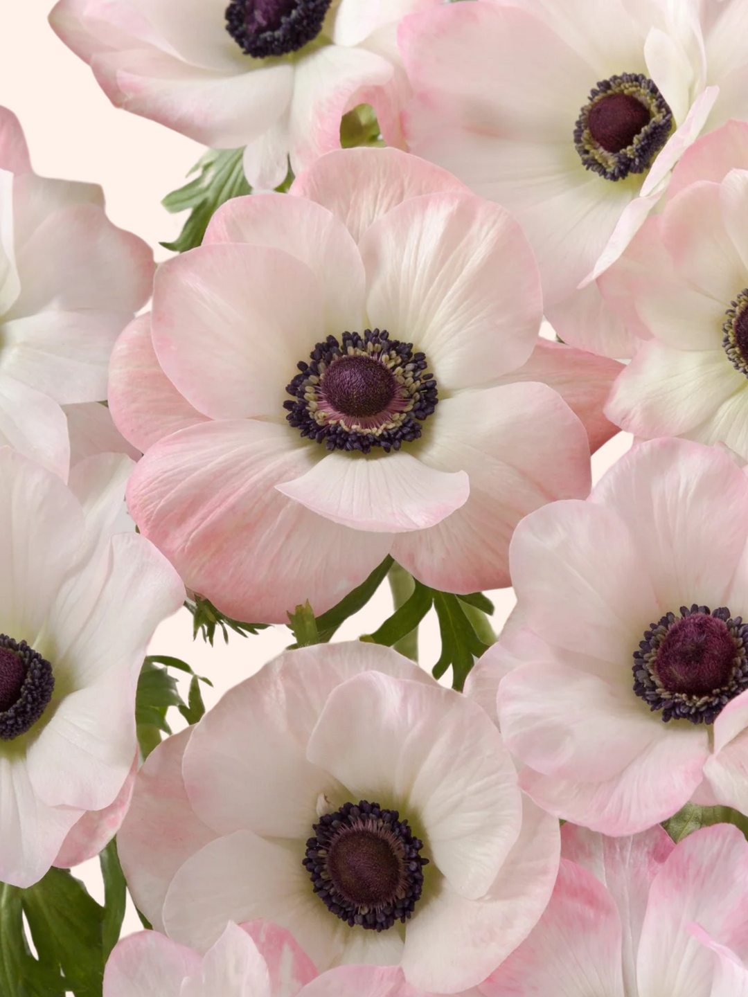 Anemone The Edge Rosa
Mistral Plus