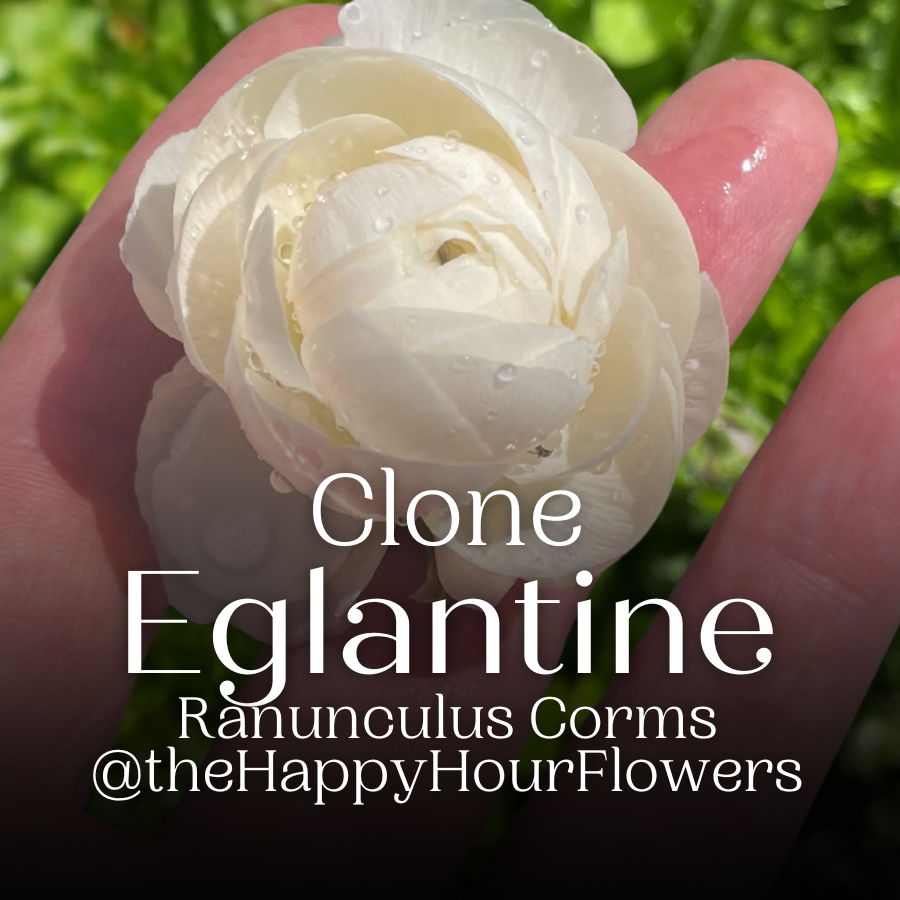 Clone Ranunculus Corms; Egalatine- Pack of 5
