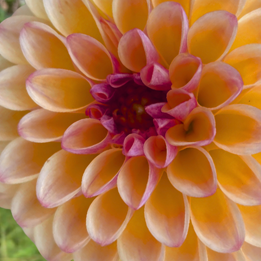 Close-up of a beautiful dahlia flower in shades of yellow and peach, representing the Justyna Dahlia Tuber from The Happy Hour Flowers.