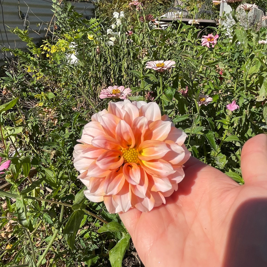 A stunning Peaches Dahlia bloom held in hand, showcasing its beautiful blush and amber tones. This best seller from The Happy Hour Flowers is part of the colorful flowers collection, ideal for gardening enthusiasts. Experience the beauty of this dahlia tuber, part of diverse dahlia varieties known for their vibrant outdoor plants, easy to grow nature, and robust garden blooms.