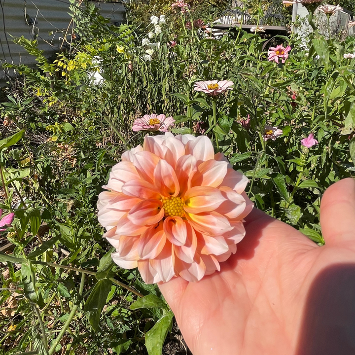 A stunning Peaches Dahlia bloom held in hand, showcasing its beautiful blush and amber tones. This best seller from The Happy Hour Flowers is part of the colorful flowers collection, ideal for gardening enthusiasts. Experience the beauty of this dahlia tuber, part of diverse dahlia varieties known for their vibrant outdoor plants, easy to grow nature, and robust garden blooms.