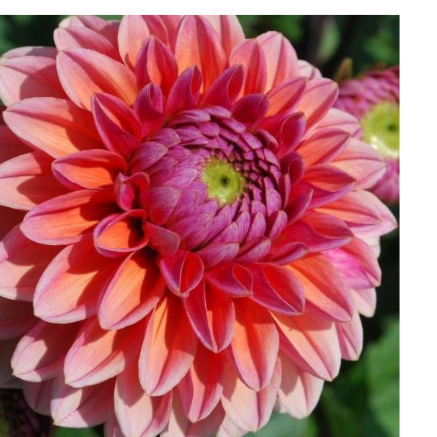 Close-up of a Daisy Duke Dahlia flower, exhibiting stunning pink and orange hues with a green center, perfectly capturing the beauty of the Daisy Duke Dahlia Tuber from The Happy Hour Flowers.