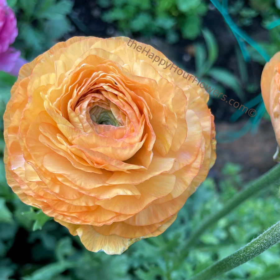 Amandine Ranunculus Corms Salmon offered by The Happy Hour Flowers, featuring a close-up of an exquisite orange ranunculus with delicate petals, ideal for cut flower arrangements.
