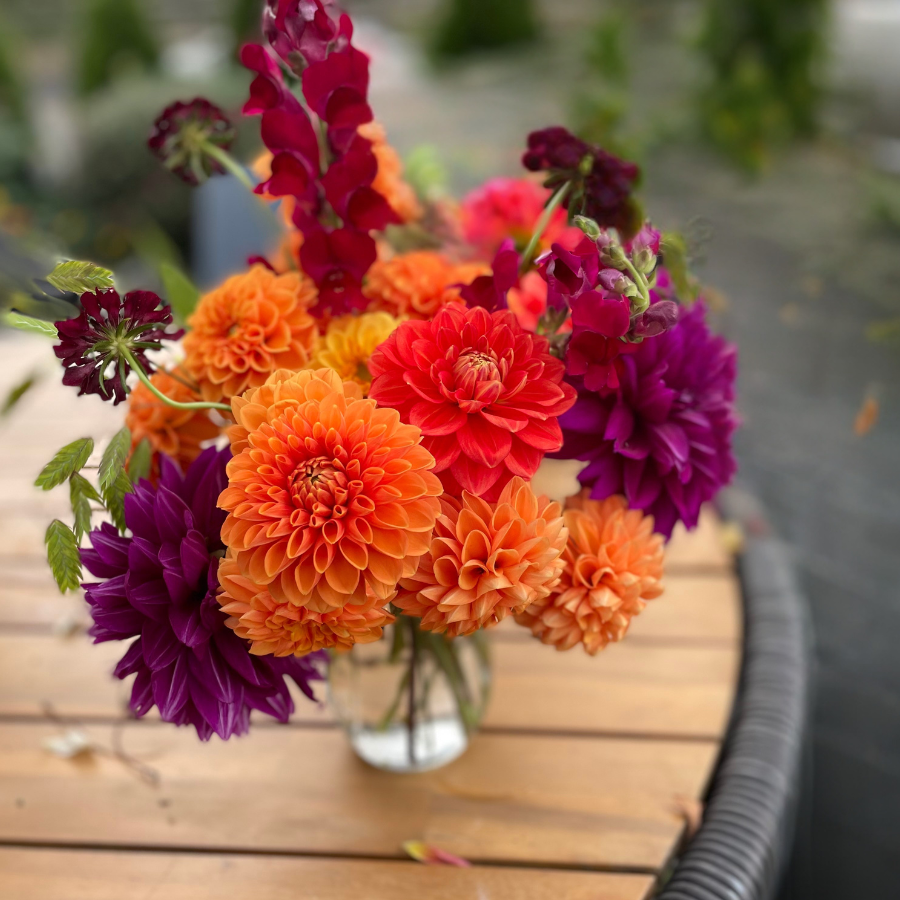 Souvenir d'Ete Dahlia Tuber (Pre-Order)