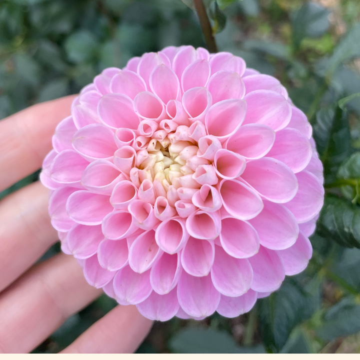 This image highlights a delicate Marshmallow Baby Dahlia from The Happy Hour Flowers, emphasizing its vibrant blush tones and lush appearance. As a best seller among colorful flowers, this dahlia variety offers easy to grow options for gardening enthusiasts. Perfect for any outdoor plant collection, these tubers are a must-have for stunning floral arrangements.