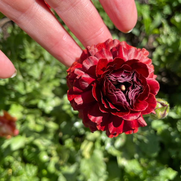 A hand showcasing a deep red La Belle Ranunculus Chocolate flower, highlighting its rich texture as offered by The Happy Hour Flowers, an excellent choice for floral arrangements. Arlington, red, plant, cut flower, cutting garden, La Belle Ranunculus Chocolate corms for sale farmer, florist, floral.