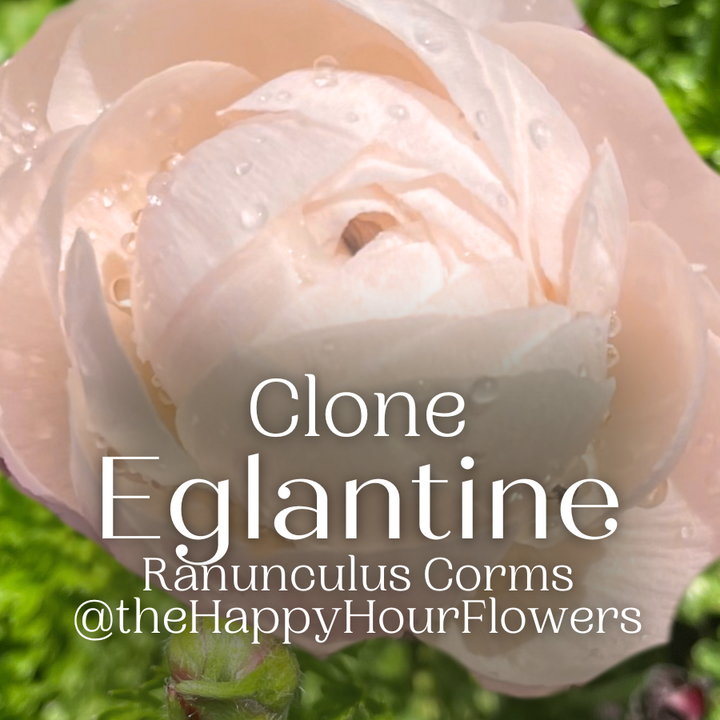 Clone Ranunculus Corms; Egalatine- Pack of 5