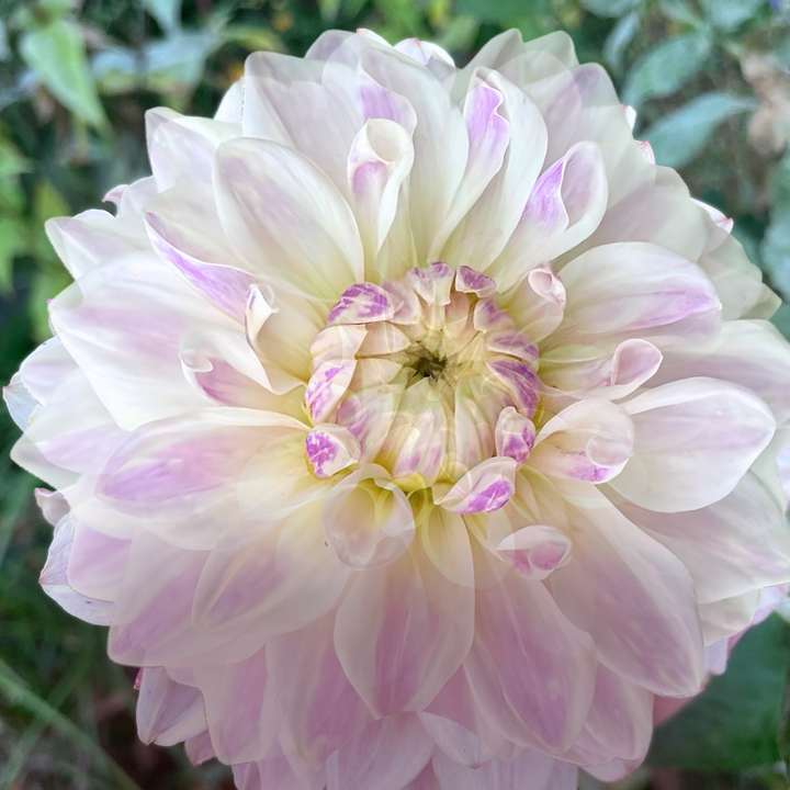 Mama Mia Dahlia Tuber (Pre-Order)