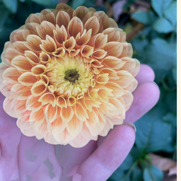 A close-up of a Sweet Suzanne Dahlia held in a hand, highlighting its intricate petal structure and amber hue. This delightful dahlia tuber from The Happy Hour Flowers is perfect for gardening enthusiasts looking for multicolored blooms. With its stunning appearance, it’s a popular choice for flower bulbs and outdoor plants.