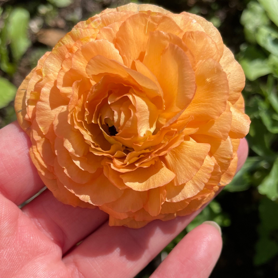 A vibrant orange Romance Ranunculus flower held in hand, emphasizing its lush petals and rich hue, from The Happy Hour Flowers; Romance Ranunculus Corms - Pack of 5.