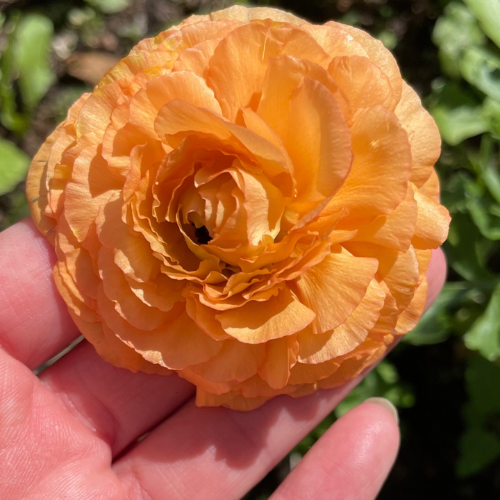 A vibrant orange Romance Ranunculus flower held in hand, emphasizing its lush petals and rich hue, from The Happy Hour Flowers; Romance Ranunculus Corms - Pack of 5.