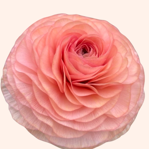 a pink flower with a white background