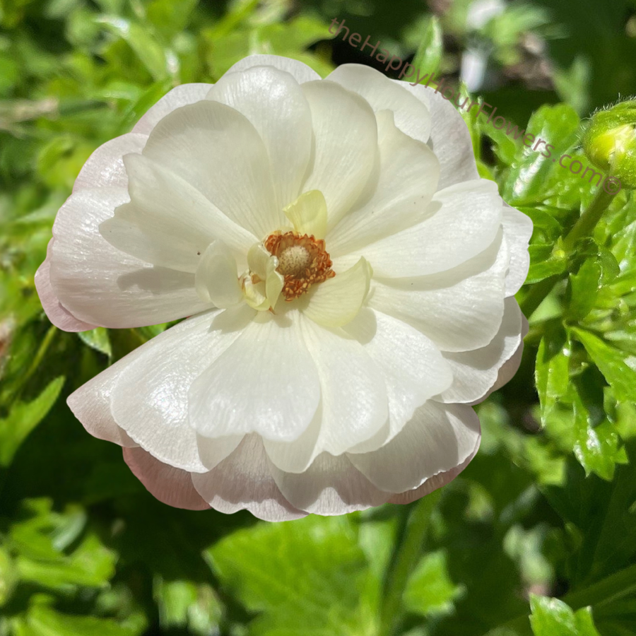 Beautiful white Graces Butterfly Ranunculus flower from The Happy Hour Flowers, showcasing its delicate double petals and sheen in a vibrant garden setting.