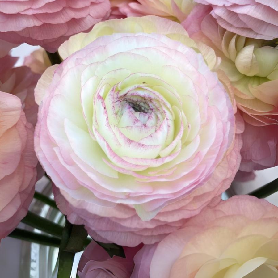 Elegance Ranunculus Corms; Bianco Sfumato- Pack of 10