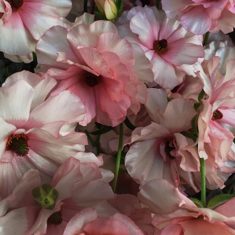 Close-up of pink and white flowers with green stems.