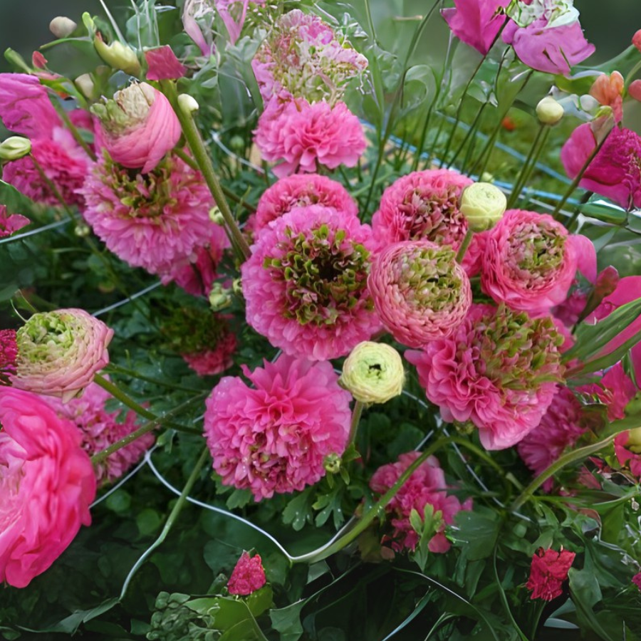A bouquet filled with a variety of pink Romance Ranunculus Crown Bastille blooms, displaying their charm and appeal for flower lovers and florists.