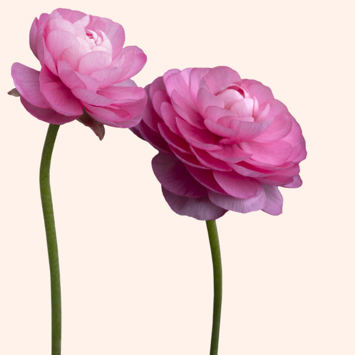 Stunning pairing of pink amandine ranunculus flowers standing gracefully, with their layered petals creating a charming focal point in the arrangement.