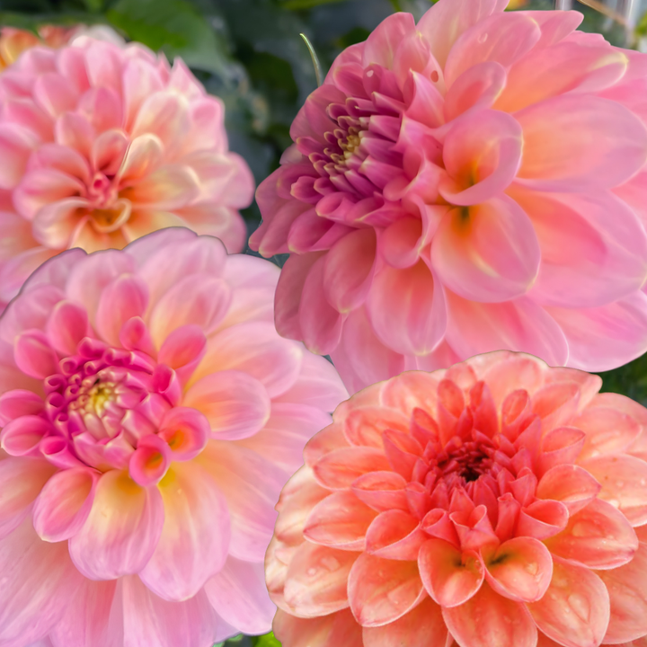 A collage of vibrant dahlia blooms showcasing the Sebastian Dahlia Tuber from The Happy Hour Flowers. These colorful flowers are perfect for flower farmers and provide stunning beauty in any cut flower arrangement.
