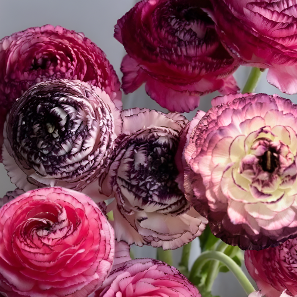 Elegance Ranunculus Corms; Rosa Striato- Pack of 10