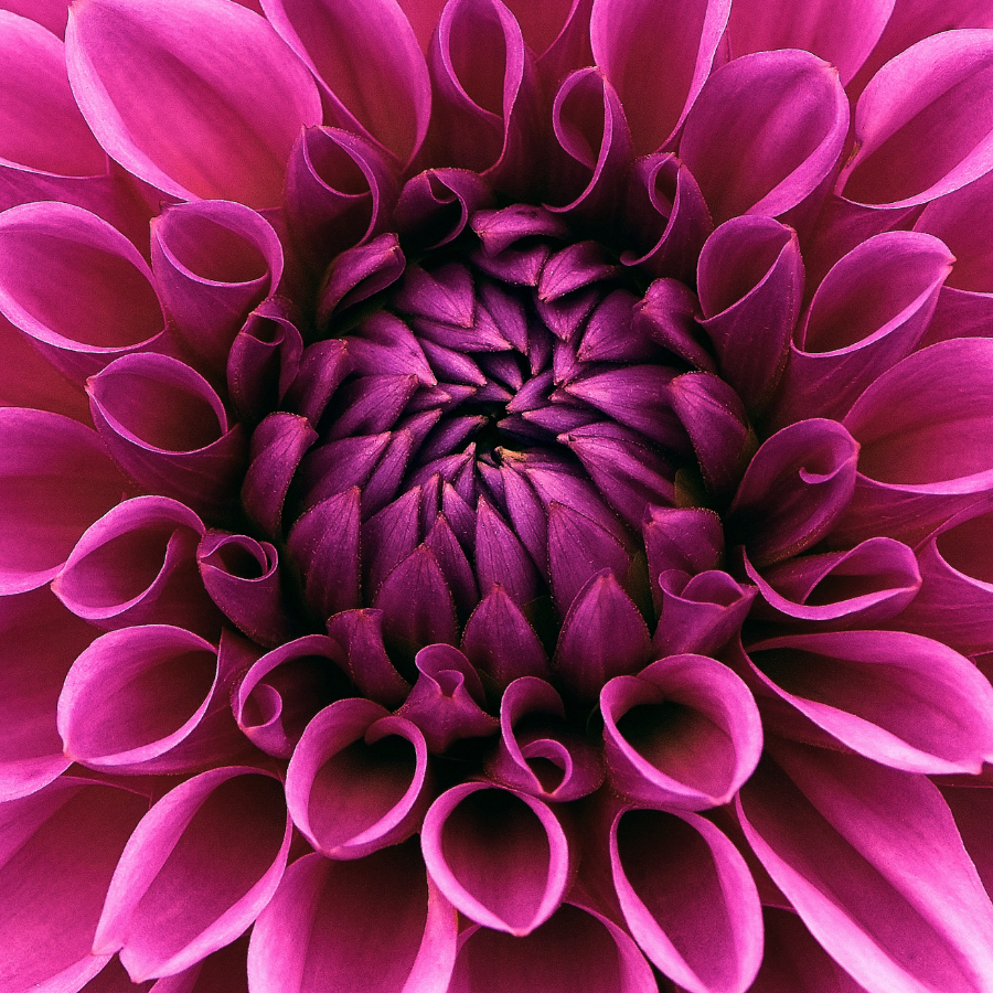 A close-up view of a Chicago Dahlia flower, featuring intricate layers of petals in shades of deep pink to purple, emphasizing its unique beauty. Shop now at The Happy Hour Flowers.