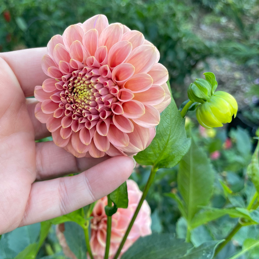 A hand gently holds a blooming Linda's Baby Dahlia, demonstrating its lovely pink and salmon colors. Available at The Happy Hour Flowers.