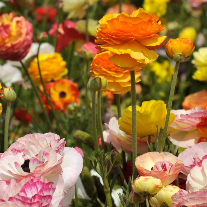 Yellow Piccodee Ranunculus Ranunculus Tecolote Corms - Picotee Mix – The Happy Hour Flowers