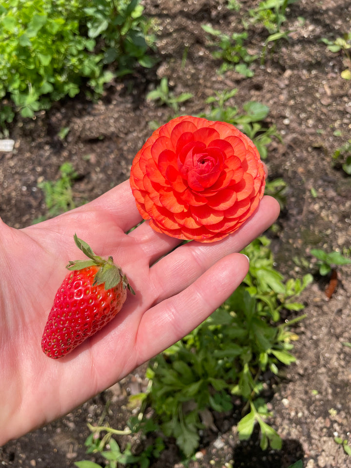 Romance Ranunculus Paradou