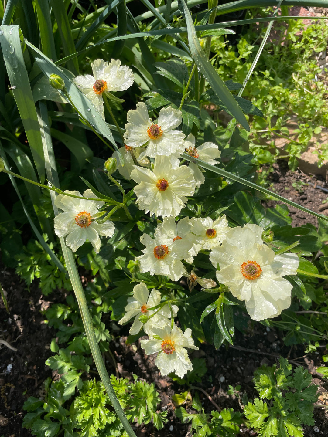 a bunch of flowers that are in the grass