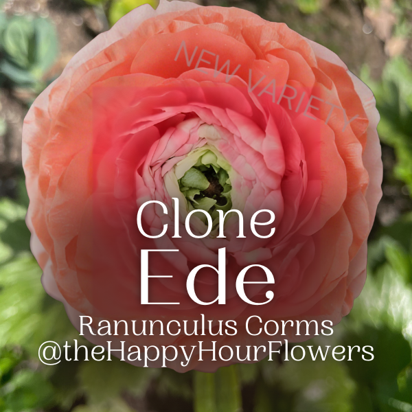 Clone Ranunculus Ede Clone Ranunculus Corms - 5 Pack – The Happy Hour Flowers