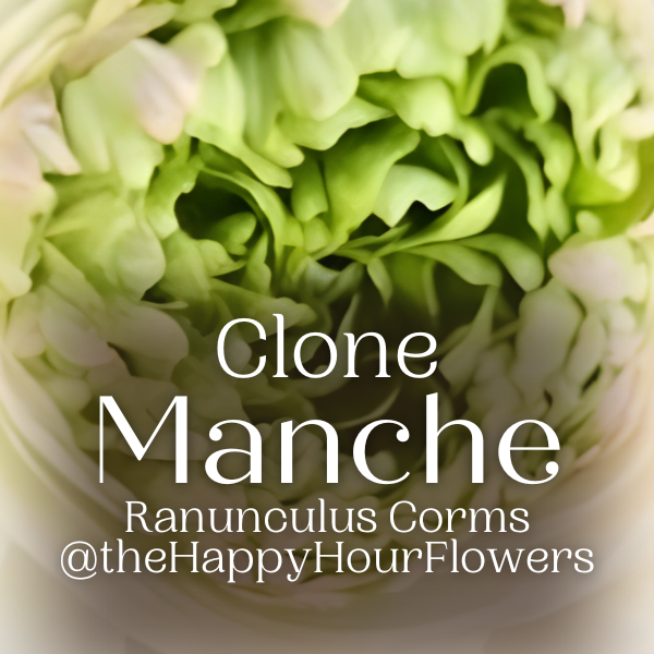 Artistic image featuring the top view of a Clone Ranunculus flower, highlighting its creamy ivory and blush colors. Discover this beautiful variety under the title 'Clone Ranunculus Corms; Manche - Pack of 5' from The Happy Hour Flowers.