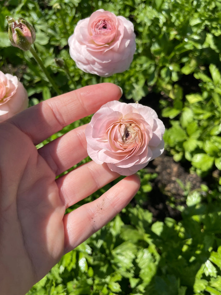 Romance Ranunculus Maritime Blush