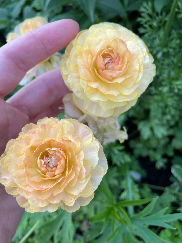 Romance Ranunculus Salerno