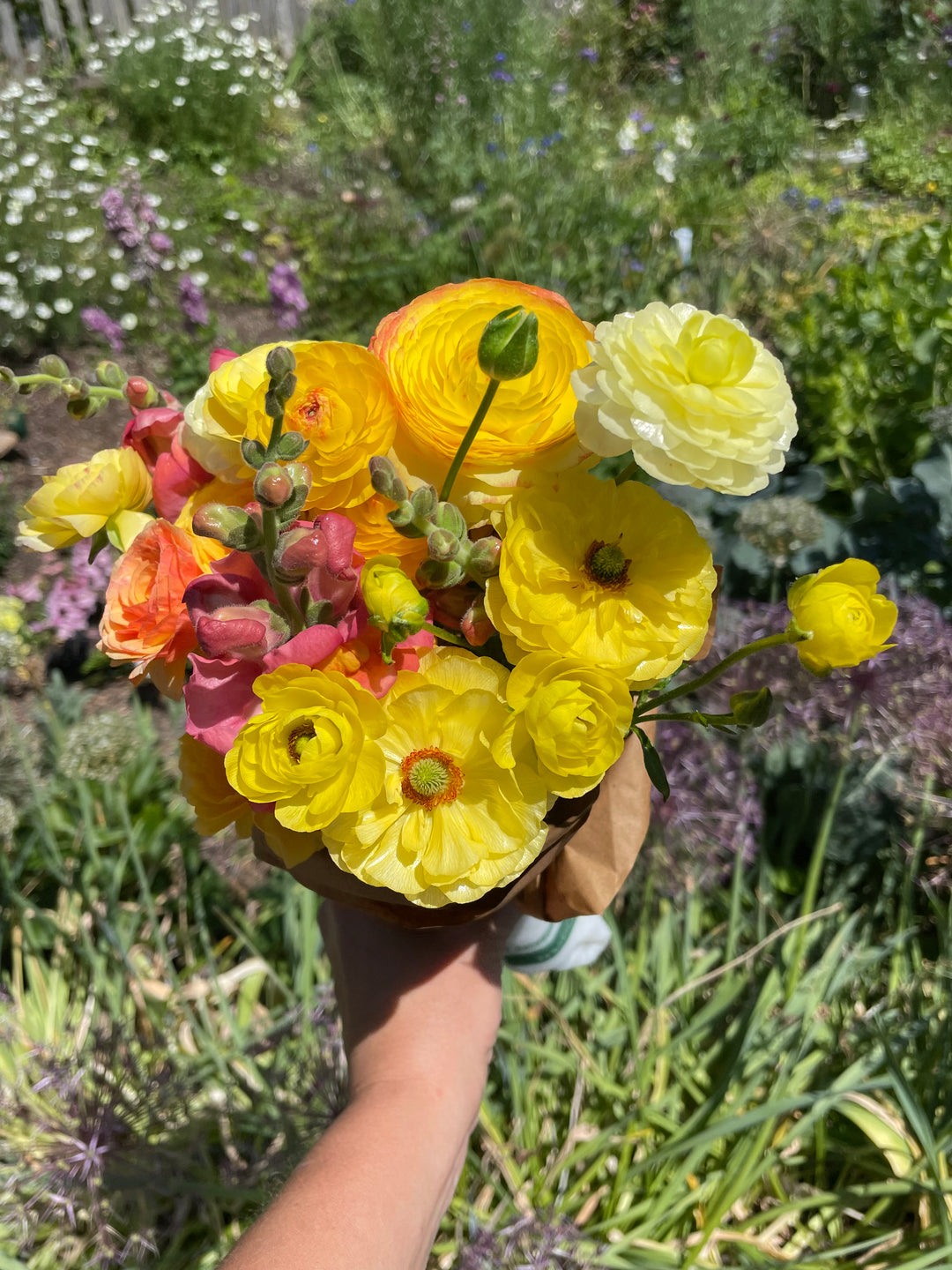 Pastel Lemon Ranunculus corms for sale